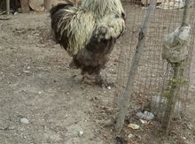 Brama xoruzları