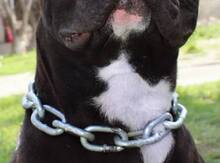 Pitbull cütləşdirməycun