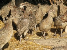 Qırqovul