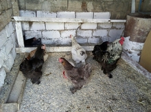 Brama