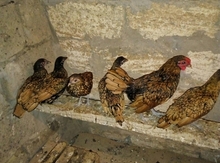 Sibrayt xoruzu