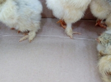 Brama cücələri