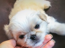 Pekines