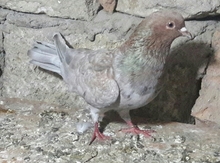 Göyərçin