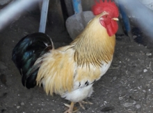Xoruz