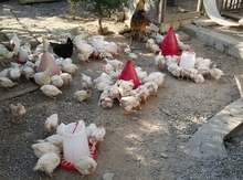 Toyuqlar