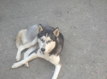 Haski