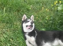 Haski