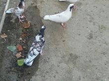 Göyərçinlər