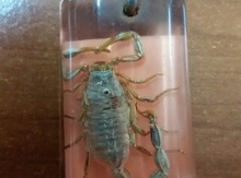Kulon "Əqrəb"
