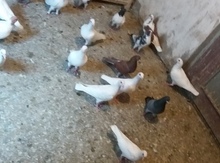 Göyərçinlər