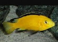 Limonnik