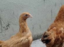 Çolpalar
