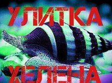 "Helena" ilbiz
