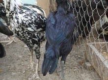 Heyratı xoruzu