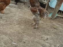 Brama xoruzu