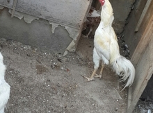 Heyratı xoruzu