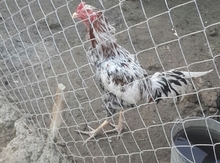 Heyratı xoruz