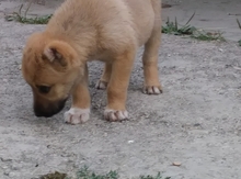 Çoban iti