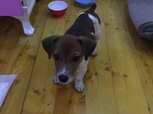Jack russel terrier
