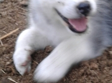 Haski