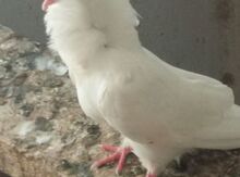 Göyərçin