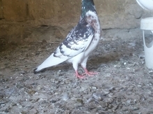 Göyərçin