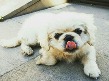 Pekines