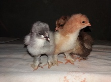 Birama cücələri