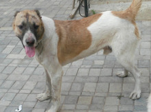 Çoban iti