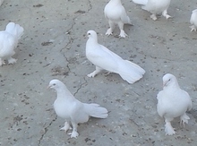 Göyərçin