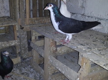 Göyərçin