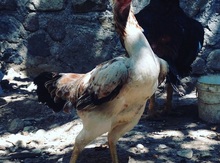Heyratı toyuqları