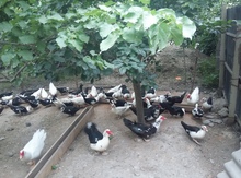 Lal ördək balaları
