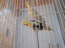 Korella