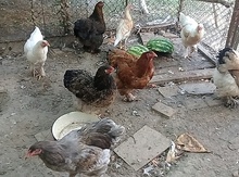 Brama quşları