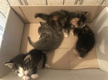 Котята (в добрые руки)
