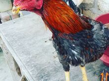 Heyratı