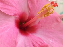 Hibiskus gülü