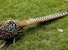 Qırqovul