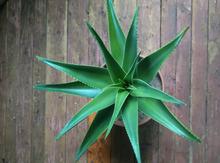 Aloe