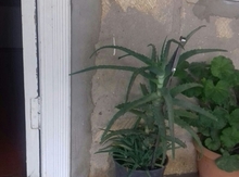 "Aloe" gülü