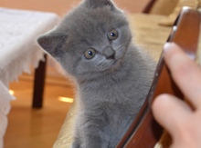 Котёнок