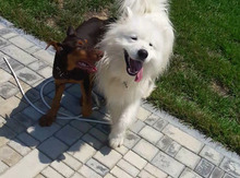 Samoyed