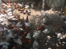 Quşlar
