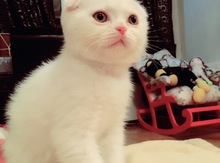 Pişik