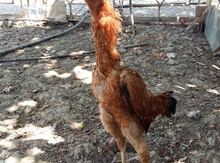 Heyratı fərə