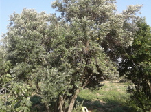 Zeytun ağacları