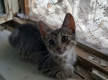 Котёнок в добрые руки!