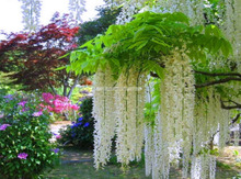 Wisteria toxumu